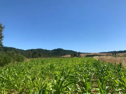 Terreno en el sur de Chile
