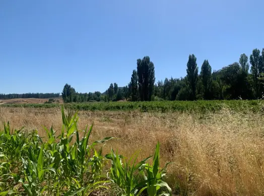 Terreno en el sur de Chile