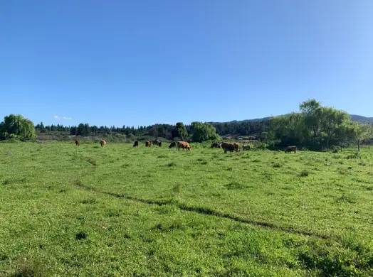 Terreno en el sur de Chile