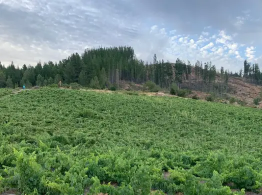 Piedra Hermosa 2 (1)